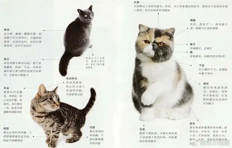 恬爱猫咪知识分享第三节猫咪的身体结构