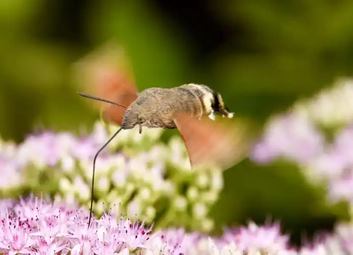 鬼脸天蛾…蝴蝶儿