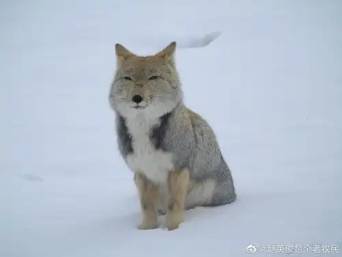 这种狐狸靠"方脸"走红网红,大家感觉如何?