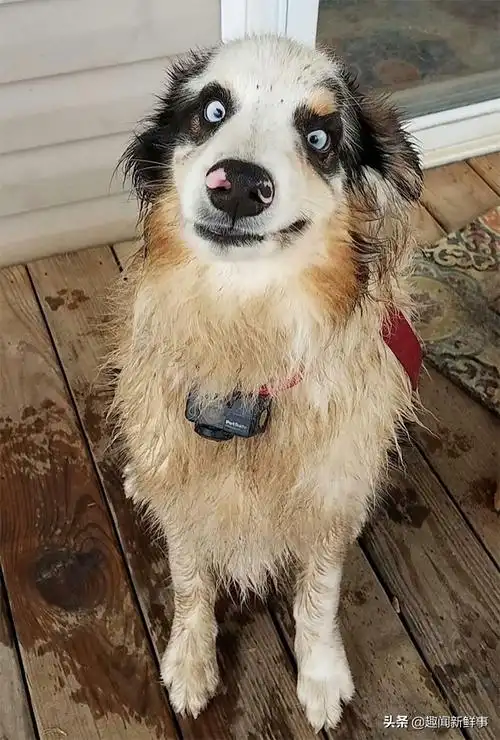 50张狗狗的搞笑图片背后的故事承包了我一天的笑点