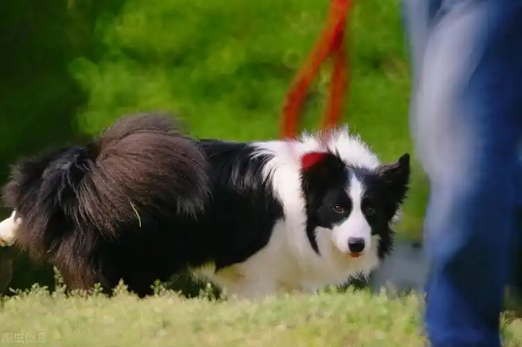 陌生人能牵走边牧吗,边牧认定主人的表现-宠物的家