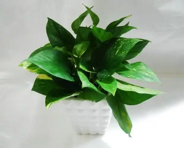 绿萝,一叶青,文竹,吊兰,家居花应该怎么养?