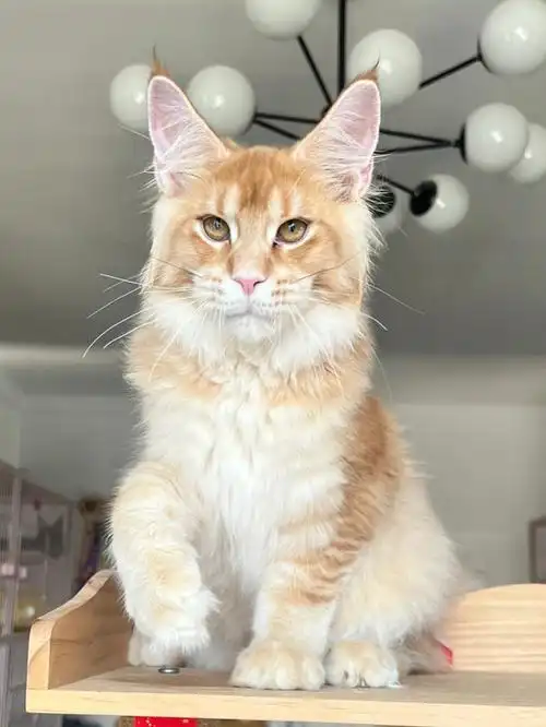 蹲新家五个月的金色缅因猫