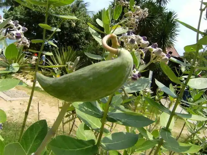 百花园(955)——白花牛角瓜