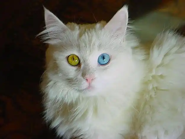 这只白猫的眼睛太好看了!一只眼两种颜色,把我迷得不要不要的