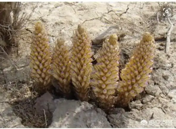 锁阳与肉苁蓉有什么区别?