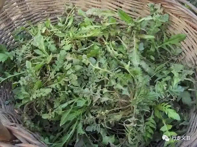 有时候不在于好吃不好吃,不在于吃的是婆婆丁,苦麻子,还是大脑瓜和