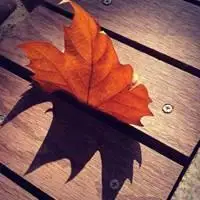 能展示一叶知秋的微信头像点击鼠标右键下载