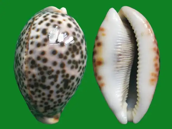 用虎命名的贝壳比虎多得得多 --- 冈瓦纳自然网