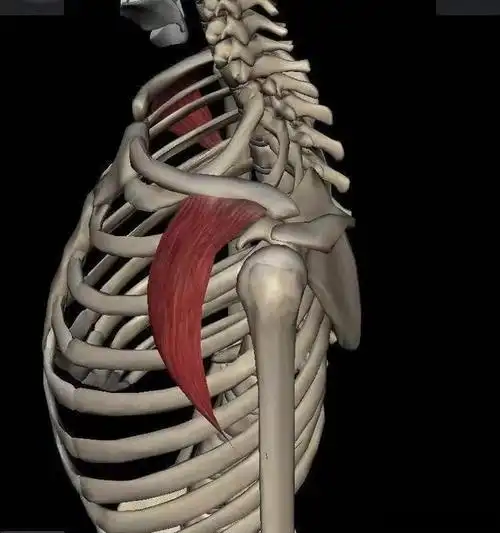 止点:三束合一止于肱骨三角肌粗隆.