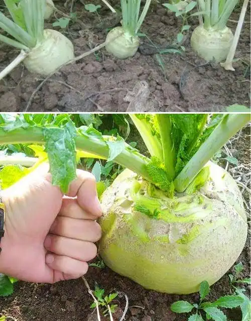种子特大辣疙瘩种籽芥菜种籽辣菜秋季蔬菜种子光头芥菜种子1包约10克