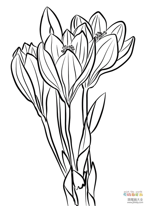 秋天艳丽的番红花_花朵简笔画-简笔画大全