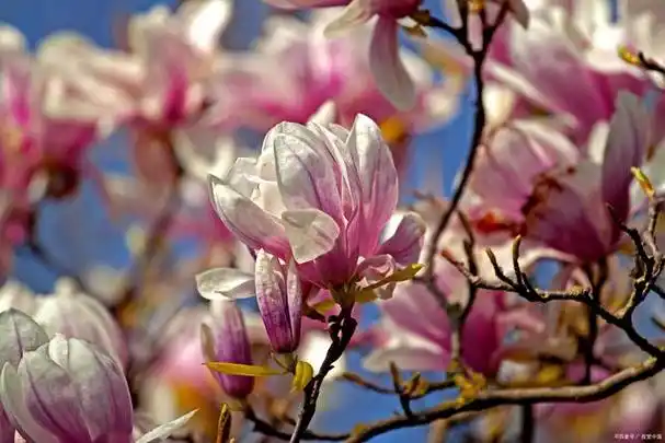 紫荆花花语是什么