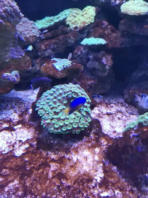 奇丽珊瑚 (原创)