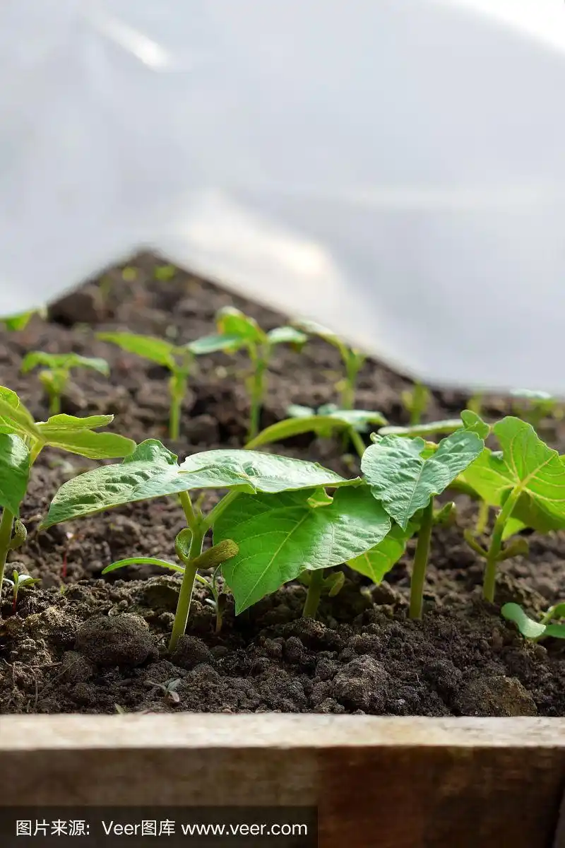 黄瓜在温室的土壤中发芽
