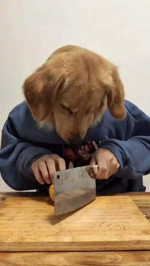 社会变了吗!现在的狗狗,都会做饭了!