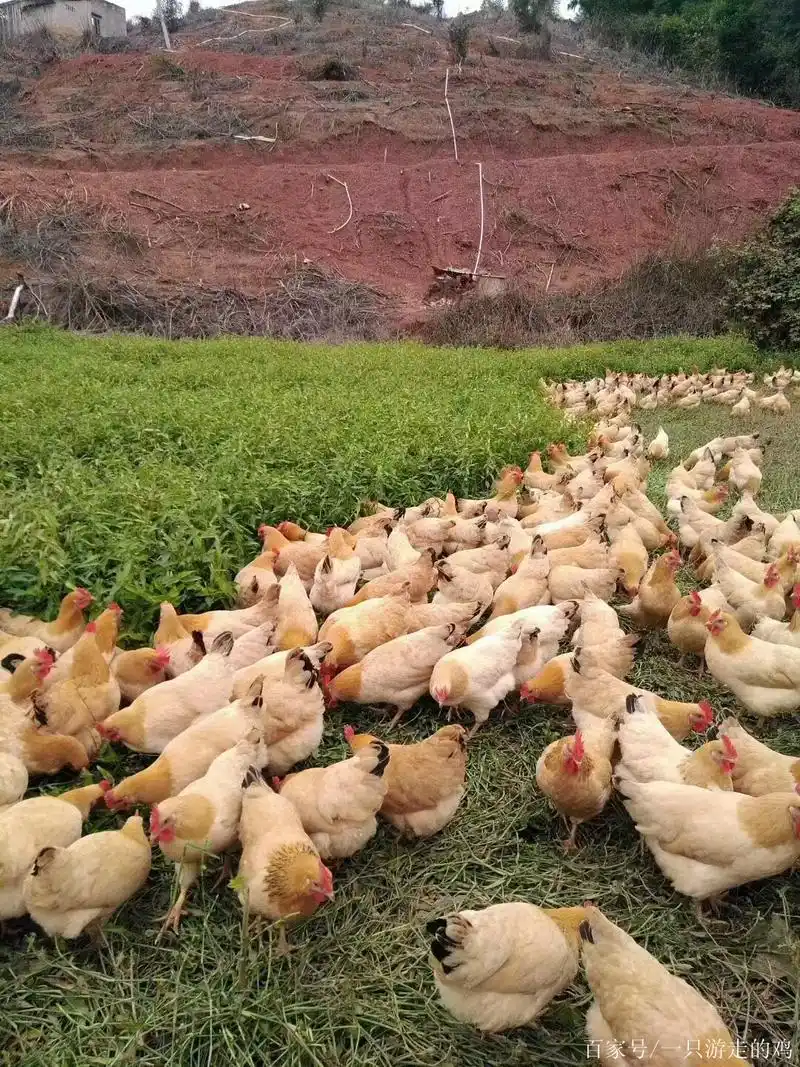 好漂亮的杏花鸡