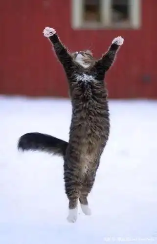 每个猫咪都有个伟大的梦想:"我要飞得更高!