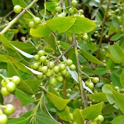 13年山苍子苗木昊天园林木姜子苗木基地