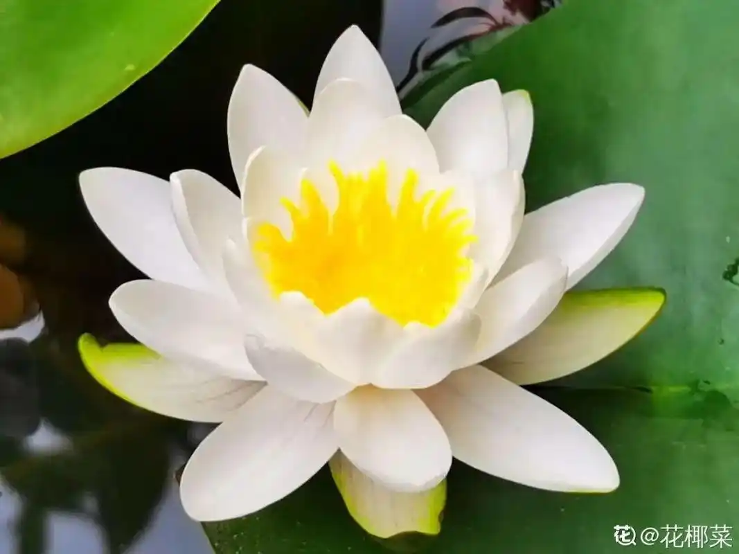 澳门的市花是什么(澳门的市花是什么名字)