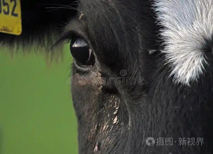 牛的黑眼圈