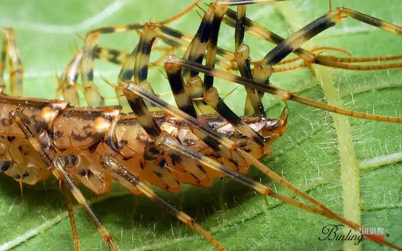 "草鞋底子"蚰蜒(yóu yán)长得太磕碜啦 它能钻人耳进人脑寄生