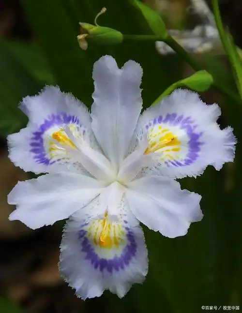 法国王室象征——鸢尾花