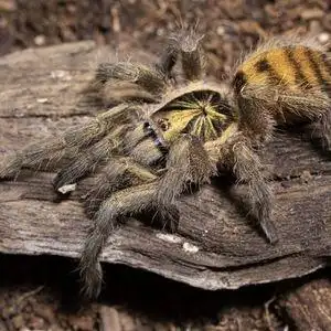 千里达橄榄金1cm宠物蜘蛛活体