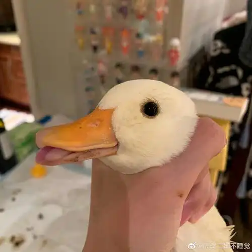 害最近迷上柯尔鸭不知道为什么