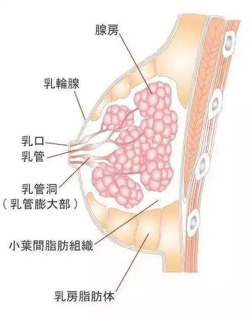 正常的乳房是怎么样的_乳腺