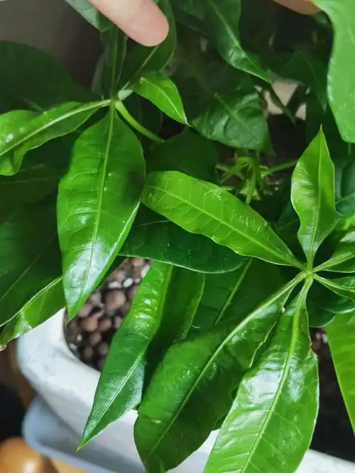 怎样种植发财树的种子_发财树种子种植方法_黄角兰树怎么种植方法