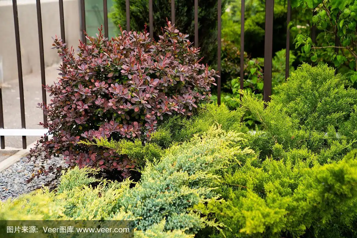 家里花坛里的绿色灌木丛.