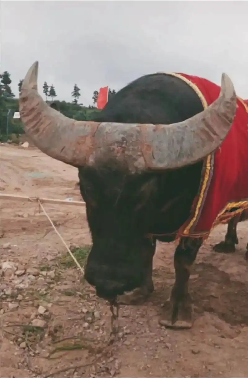 超级牛王擎天柱 光辉九年战绩(不完全统计)