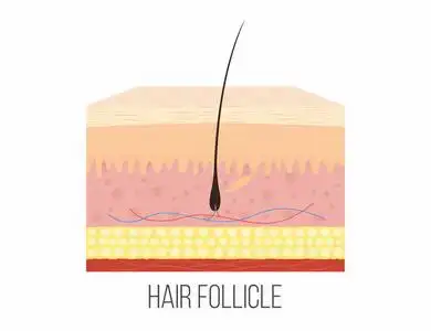 做拆分在健身房,完美肌肉发达的身体的女人阴囊层的解剖人皮层皮肤