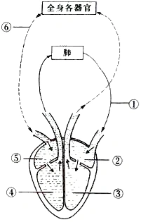 (2018·江西模拟)                   鸟类循环系统也是心分四腔