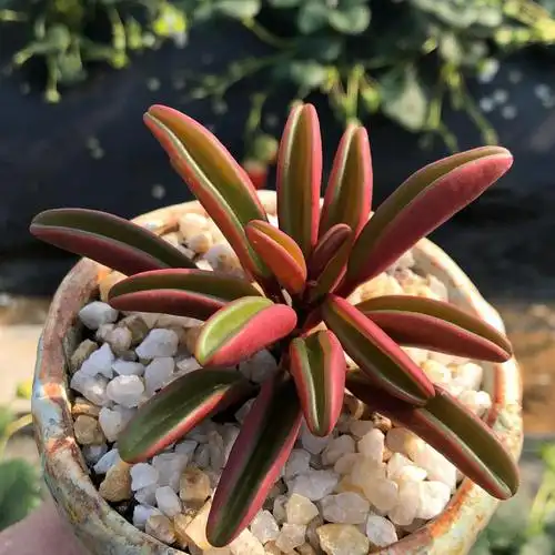 红背椒多肉植物老桩绿植盆栽稀有肉肉大棚微景观四季盆栽红背椒草46头