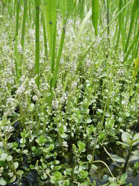 水笕的意思是什么,中药材水马齿苋简介