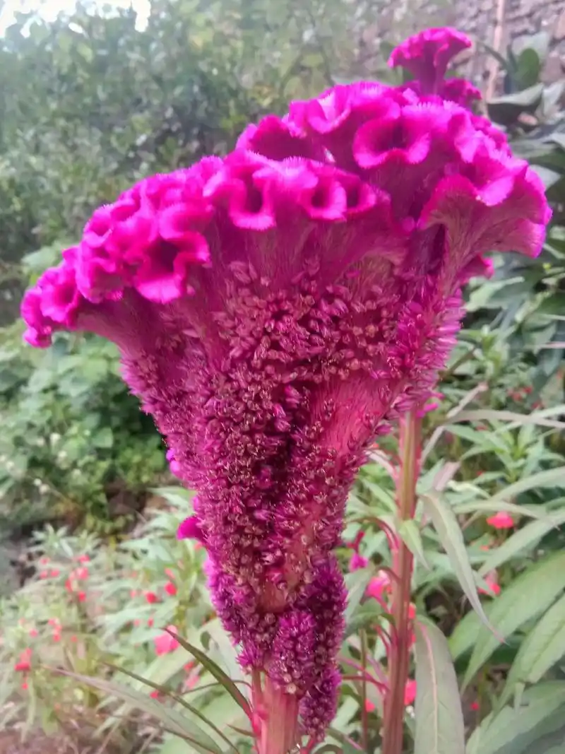 鸡冠花的花语是热烈,真爱永恒等.