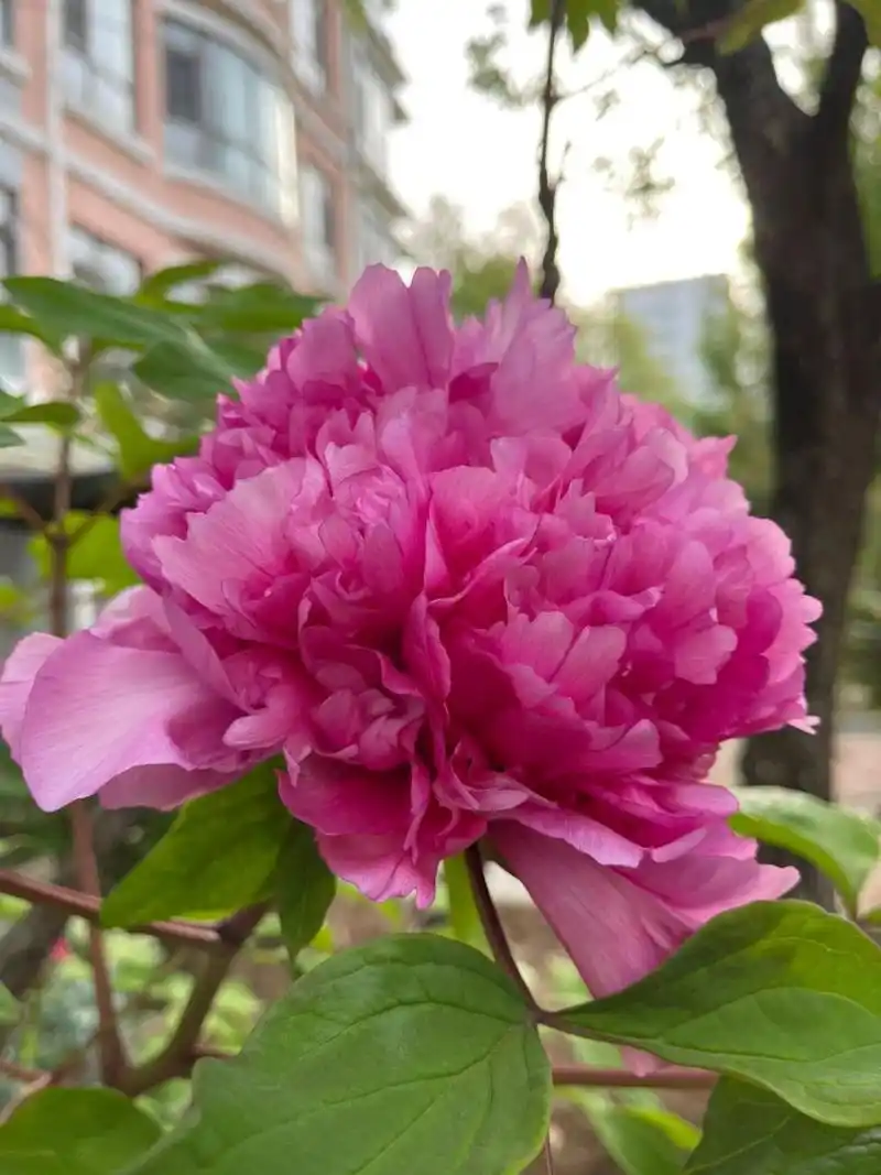 牡丹四大名品之魏紫—绝美花后!