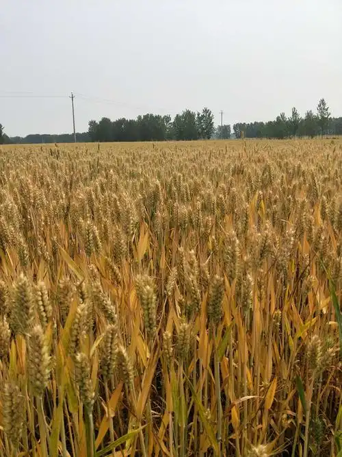 芸得收,小麦田使用技术