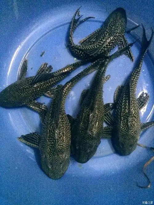 请问有谁 需要这种鱼的 名字清道夫 可以联系我