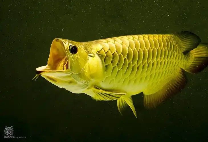 [分享]金龙鱼_休闲娱乐_北票论坛_北票在线