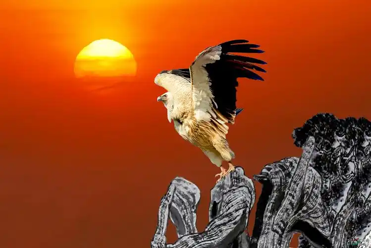 雄鹰展翅