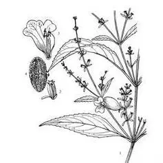 马兰头简笔画并标上相应名称