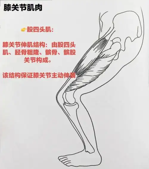 这种稳定性与骨骼因素无关,而是取决于关节的被动附着(韧带)或者主动