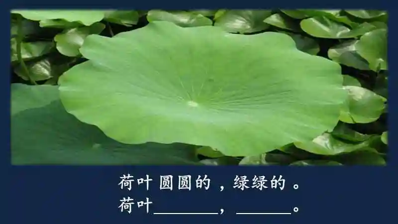 部编版一年级下册语文13荷叶圆圆ppt课件共19页pptx
