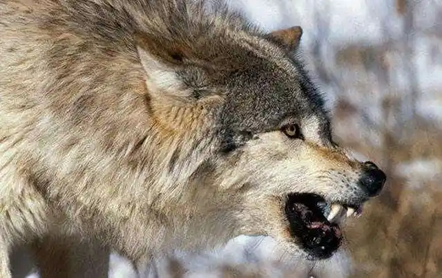 世界上最大的狼——北美灰狼