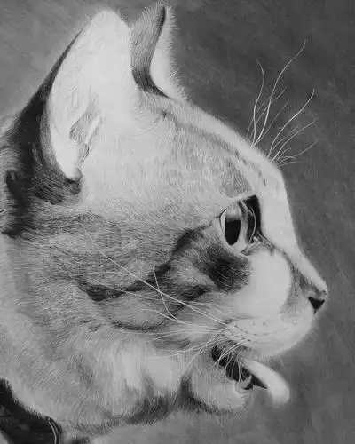 非凡画室精微动物素描