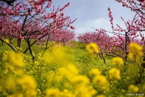 四川的春天美景——除了看还是看