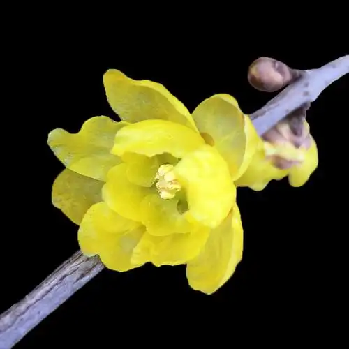 高杆素心品种独杆腊梅树苗庭院园林绿化地栽嫁接时令草本花卉